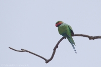 Alexander dlhochvostý - Psittacula longicauda tytleri - Long-tailed Parakeet