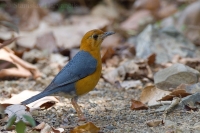 Drozd hrdzavohlavý - Zoothera citrina - Orange-headed Thrush