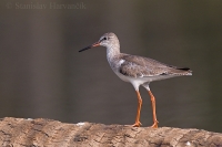 Kalužiak červenonohý - Tringa totanus - Common Redshank