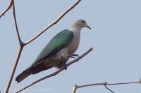 Plodožer bronzový - Ducula aenea - Green Imperial Pigeon