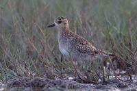 Kulík krátkochvostý - Pluvialis fulva - Pacific Golden Plovewr