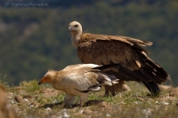 Zdochlinár biely - Egyptian Vulture
