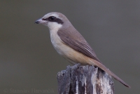 Strakoš červenochvostý - Lanius cristatus - Brown Shrike