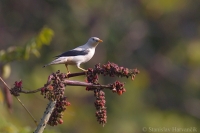 Škorec bielohlavý - Sturnia erythropygia - White-headed Starling