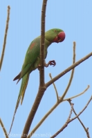 Alexander veľký - Psittacula eupatria - Alexandrine Parakeet