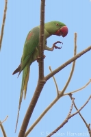 Alexander veľký - Psittacula eupatria - Alexandrine Parakeet