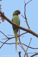 Alexander veľký - Psittacula eupatria - Alexandrine Parakeet