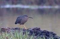 Čaplička mangrovová - Butorides striata - Striated Heron