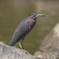 Čaplička mangrovová - Butorides striata - Striated Heron