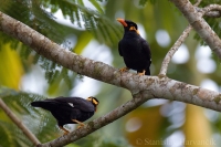 Beo posvätný - Gracula religiosa - Common Hill Myna