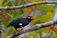 Beo posvätný - Gracula religiosa - Common Hill Myna