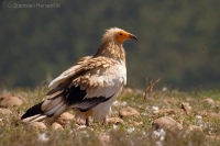 Zdochlinár biely - Egyptian Vulture