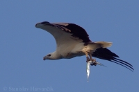 Orliak bielobruchý - Haliaeetus leucogaster - White-bellied Sea Eagle