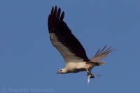 Orliak bielobruchý - Haliaeetus leucogaster - White-bellied Sea