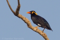 Beo posvätný - Gracula religiosa - Common Hill Myna