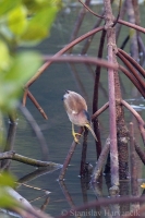 Bučiačik žltohnedý - Ixobrychus sinensis - Yellow Bittern