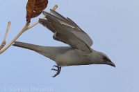 Húseničiarka masková - Coracina macei - Large Cuckooshrike