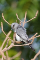 Húseničiarka masková - Coracina macei - Large Cuckooshrike