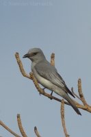 Húseničiarka masková - Coracina macei - Large Cuckooshrike