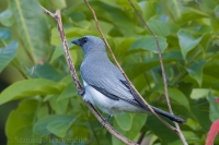 Húseničiarka masková - Coracina macei - Large Cuckooshrike