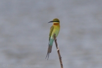 Včelárik modrochvostý - Merops philippinus - Blue-tailed Bee-eater