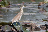 Čaplička ryžová - Ardeola grayii - Indian Pond Heron
