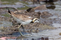 Jakana bažantia - Hydrophasianus chirurgus - Pheasant-tailed Jacana