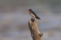 Lastovička tichomorská - Hirundo tahitica - Pacific Swallow