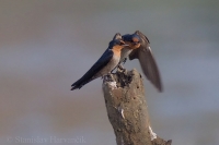 Lastovička tichomorská - Hirundo tahitica - Pacific Swallow