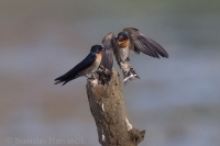 Lastovička tichomorská - Hirundo tahitica - Pacific Swallow