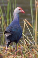Sultánka purpurová - Porphyrio Porphyrio - Purple Swamphen