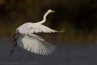 Beluša veľká - Egretta alba - Great Egret