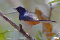 Šáma andamanská - Copsychus albiventris - Andaman Shama