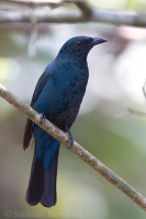 Irena fialová - Irena puella - Asian Fairy Bluebird