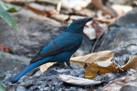 Irena fialová - Irena puella - Asian Fairy Bluebird