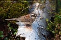 Vrchárka okrová - Prunella montanella - Siberian Accentor