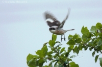 Strakoš kolesár - Lesser Grey Shrike