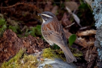 Vrchárka okrová - Prunella montanella - Siberian Accentor