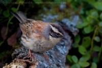 Vrchárka okrová - Prunella montanella - Siberian Accentor