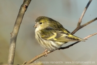 Stehlík čížavý - Carduelis spinus - Siskin