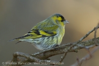 Stehlík čížavý - Carduelis spinus - Siskin