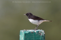 Skaliarik rozmanitý - Oenanthe picata - Variable Wheatear