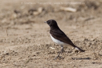Skaliarik rozmanitý - Oenanthe picata - Variable Wheatear