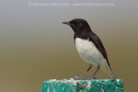 Skaliarik rozmanitý - Oenanthe picata - Variable Wheatear
