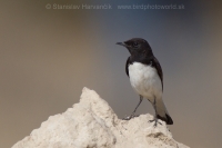 Skaliarik rozmanitý - Oenanthe picata - Variable Wheatear