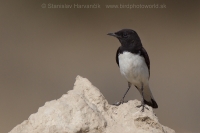 Skaliarik rozmanitý - Oenanthe picata - Variable Wheatear