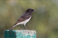 Skaliarik rozmanitý - Oenanthe picata - Variable Wheatear