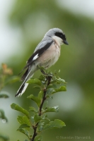 Strakoš kolesár - Lesser Grey Shrike