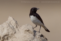 Skaliarik rozmanitý - Oenanthe picata - Variable Wheatear