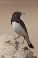 Skaliarik rozmanitý - Oenanthe picata - Variable Wheatear